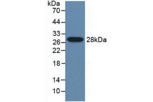 Western blot analysis of recombinant Mouse CYP2E1. (CYP2E1 抗体  (AA 34-273))