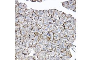 Immunohistochemistry (IHC) image for anti-Guanine Nucleotide Binding Protein (G Protein), beta Polypeptide 2 (GNB2) (AA 1-340) antibody (ABIN6141223)