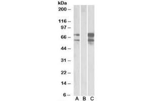 Western blot of HEK293 lysate overexpressing human NRXN1-FLAG probed with Neurexin 1 antibody (0. (Neurexin 1 抗体)