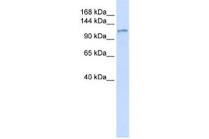 Western Blotting (WB) image for anti-Diacylglycerol Kinase, eta (DGKH) antibody (ABIN2458957) (DGKH 抗体)