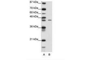 Image no. 1 for anti-Zinc Finger Protein 17 (ZNF17) (N-Term) antibody (ABIN6736174) (ZNF17 抗体  (N-Term))