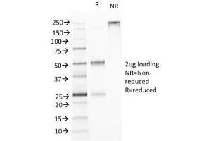SDS-PAGE Analysis of Purified, BSA-Free TL1A Antibody (clone VEGI/1283). (TNFSF15 抗体)