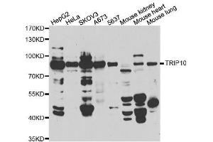 Western blot analysis of extracts of various cell lines, using TRIP10 antibody. (TRIP10 抗体  (AA 246-545))