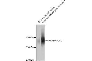 Western blot analysis of extracts of HeLa cells, using MRP1/ antibody (ABIN6129852, ABIN6136353, ABIN6136354 and ABIN6215081) at 1:1000 dilution. (ABCC1 抗体  (AA 850-960))