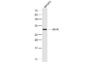 NIH/3T3 lysates probed with VAPA Polyclonal Antibody, Unconjugated  at 1:300 dilution and 4˚C overnight incubation. (VAPA 抗体  (AA 101-200))