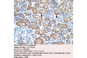 Human kidney (POU4F3 抗体  (Middle Region))