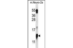 COX5A Antibody (N-term) (ABIN657078 and ABIN2837889) western blot analysis in mouse Neuro-2a cell line lysates (35 μg/lane). (COX5A 抗体  (N-Term))