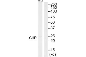 Western blot analysis of extracts from HeLa cells, using CHP antibody. (CHP 抗体  (N-Term))