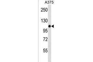 ZN Antibody (N-term) (ABIN1538972 and ABIN2838226) western blot analysis in  cell line lysates (35 μg/lane). (ZNF729 抗体  (N-Term))
