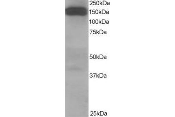 Dynactin 1 抗体  (C-Term)