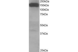 ABIN184834 staining (1µg/ml) of Human Testis lysate (RIPA buffer, 35µg total protein per lane). (Dynactin 1 抗体  (C-Term))
