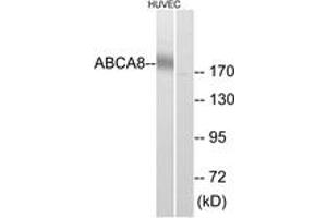 Western Blotting (WB) image for anti-ATP-Binding Cassette, Sub-Family A (ABC1), Member 8 (ABCA8) (AA 1151-1200) antibody (ABIN2890146) (ABCA8 抗体  (AA 1151-1200))