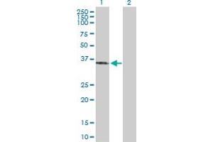 Western Blot analysis of SFXN3 expression in transfected 293T cell line by SFXN3 MaxPab polyclonal antibody. (SFXN3 抗体  (AA 1-325))