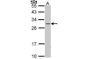 WB Image Sample (30 ug of whole cell lysate) A: Molt-4 , 12% SDS PAGE antibody diluted at 1:1000