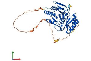 AlphaFold protein structure predicition of Human Recombinant RPIA Protein, UniprotID P49247 (Ribose 5-Phosphate Isomerase A (RPIA) (AA 1-311) protein (His tag))