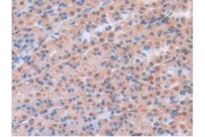 IHC-P analysis of Rat Stomach Tissue, with DAB staining. (Leptin 抗体  (AA 22-167))