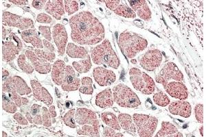 ABIN870661 (5 μg/mL) staining of paraffin embedded Human Heart. (NPPA 抗体  (C-Term))