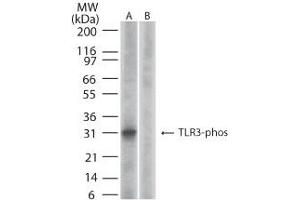 Image no. 2 for anti-Toll-Like Receptor 3 (TLR3) (AA 750-800), (pTyr759) antibody (ABIN210577) (TLR3 抗体  (pTyr759))