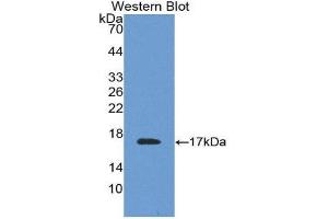 Western Blotting (WB) image for anti-Transthyretin (TTR) (AA 21-147) antibody (ABIN1078614) (TTR 抗体  (AA 21-147))