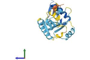 AlphaFold protein structure predicition of Human Recombinant ALG1L2 Protein, UniprotID C9J202 (ALG1L2 Protein (AA 1-215) (His tag))