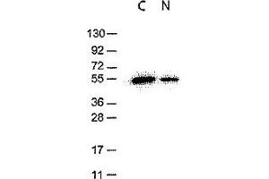 Western Blotting (WB) image for anti-DYKDDDDK Tag antibody (ABIN400789) (DYKDDDDK Tag 抗体)
