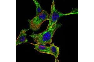 Immunofluorescence analysis of NIH/3T3 cells using CHUK mouse mAb (green). (IKK alpha 抗体)