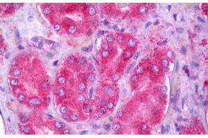 Anti-OXER1 antibody IHC staining of human kidney. (OXER1 抗体  (AA 408-423))