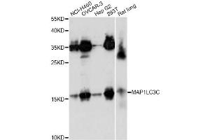 Western blot analysis of extracts of various cell lines, using MAP1LC3C antibody. (LC3C 抗体)