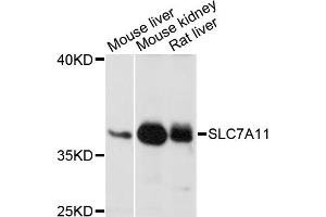 Western blot analysis of extracts of various cell lines, using SLC7A11 antibody (ABIN6291968) at 1:1000 dilution. (SLC7A11 抗体)
