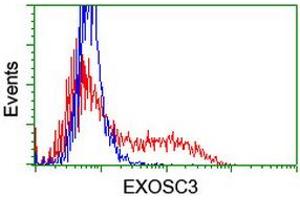 HEK293T cells transfected with either RC200035 overexpress plasmid (Red) or empty vector control plasmid (Blue) were immunostained by anti-EXOSC3 antibody (ABIN2455818), and then analyzed by flow cytometry. (EXOSC3 抗体)