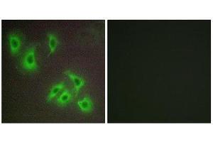 Immunofluorescence (IF) image for anti-BCL2-Like 2 (BCL2L2) (C-Term) antibody (ABIN1850415) (BCL2L2 抗体  (C-Term))