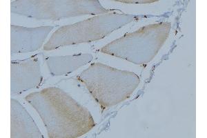 ABIN6274827 at 1/100 staining Mouse muscle tissue by IHC-P. (AOX1 抗体  (Internal Region))