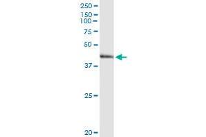 ARG2 MaxPab rabbit polyclonal antibody. (ARG2 抗体  (AA 1-354))