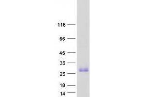 Validation with Western Blot (TMEM52 Protein (Myc-DYKDDDDK Tag))