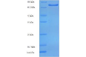 SDS-PAGE (SDS) image for Arylsulfatase G (ARSG) (AA 17-525) protein (His-SUMO Tag) (ABIN5709083)