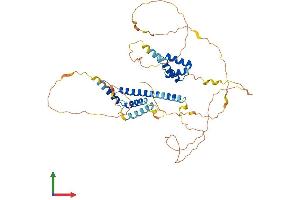 AlphaFold protein structure predicition of Mouse Recombinant Meis2 Protein, UniprotID P97367
