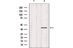 Western blot analysis of extracts from mouse brain, using ELAVL2 Antibody. (ELAVL2 抗体  (N-Term))