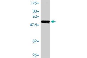Western Blotting (WB) image for anti-Signal Sequence Receptor, alpha (SSR1) (AA 33-286) antibody (ABIN563010)
