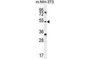 TAPT1 Antibody (C-term) western blot analysis in mouse NIH-3T3 cell line lysates (35µg/lane). (TAPT1 抗体  (C-Term))