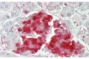 Detection of PTPRN in Human Pancreas Tissue using Polyclonal Antibody to Protein Tyrosine Phosphatase Receptor Type N (PTPRN) (PTPRN 抗体  (AA 368-575))
