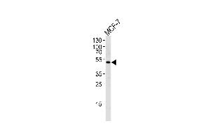 Western blot analysis of lysate from MCF-7 cell line,using SOCS4 Antibody (Center) (ABIN655792 and ABIN2845222). (SOCS4 抗体  (AA 227-254))