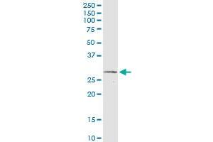 IFNA2 monoclonal antibody (M06), clone 2F4. (IFNA2 抗体  (AA 24-188))