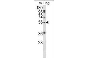 Western blot analysis of SELENBP1 Antibody (C-term) (ABIN652814 and ABIN2842531) in mouse lung tissue lysates (35 μg/lane). (SELENBP1 抗体  (C-Term))