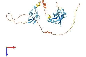 UBFD1 Protein (AA 1-309) (His tag)