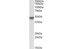 ABIN571199 (0. (NDUFS2 抗体  (Internal Region))