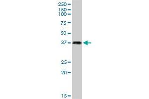 LFNG MaxPab rabbit polyclonal antibody. (LFNG 抗体  (AA 1-250))