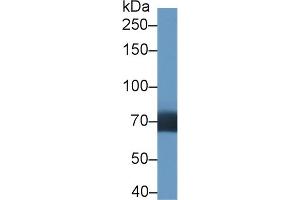 Western Blot; Sample: Human Lung lysate; Primary Ab: 1µg/ml Rabbit Anti-Human DIDO1 Antibody Second Ab: 0. (DIDO1 抗体  (AA 258-455))