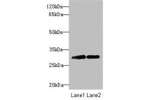 Western blot All lanes: TRIM69 antibody at 2. (TRIM69 抗体  (AA 1-341))