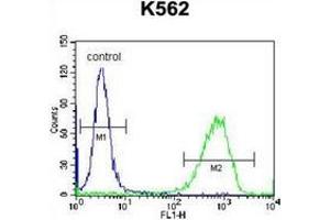 Flow cytometric analysis of K562 cells using PAICS Antibody (N-term) Cat. (PAICS 抗体  (N-Term))