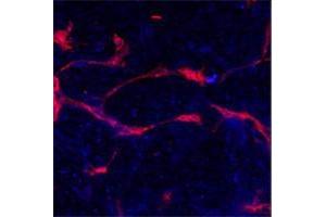 Methanol/Acetone fixed human stem cell is used in IF to detect Eph4A (blue) and endothelial Lectin(red). (EPH Receptor A4 抗体  (N-Term))